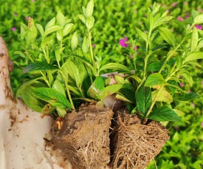 滿天星（穴盤(pán)苗）